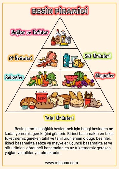 4 sınıf besin piramidi konu anlatımı